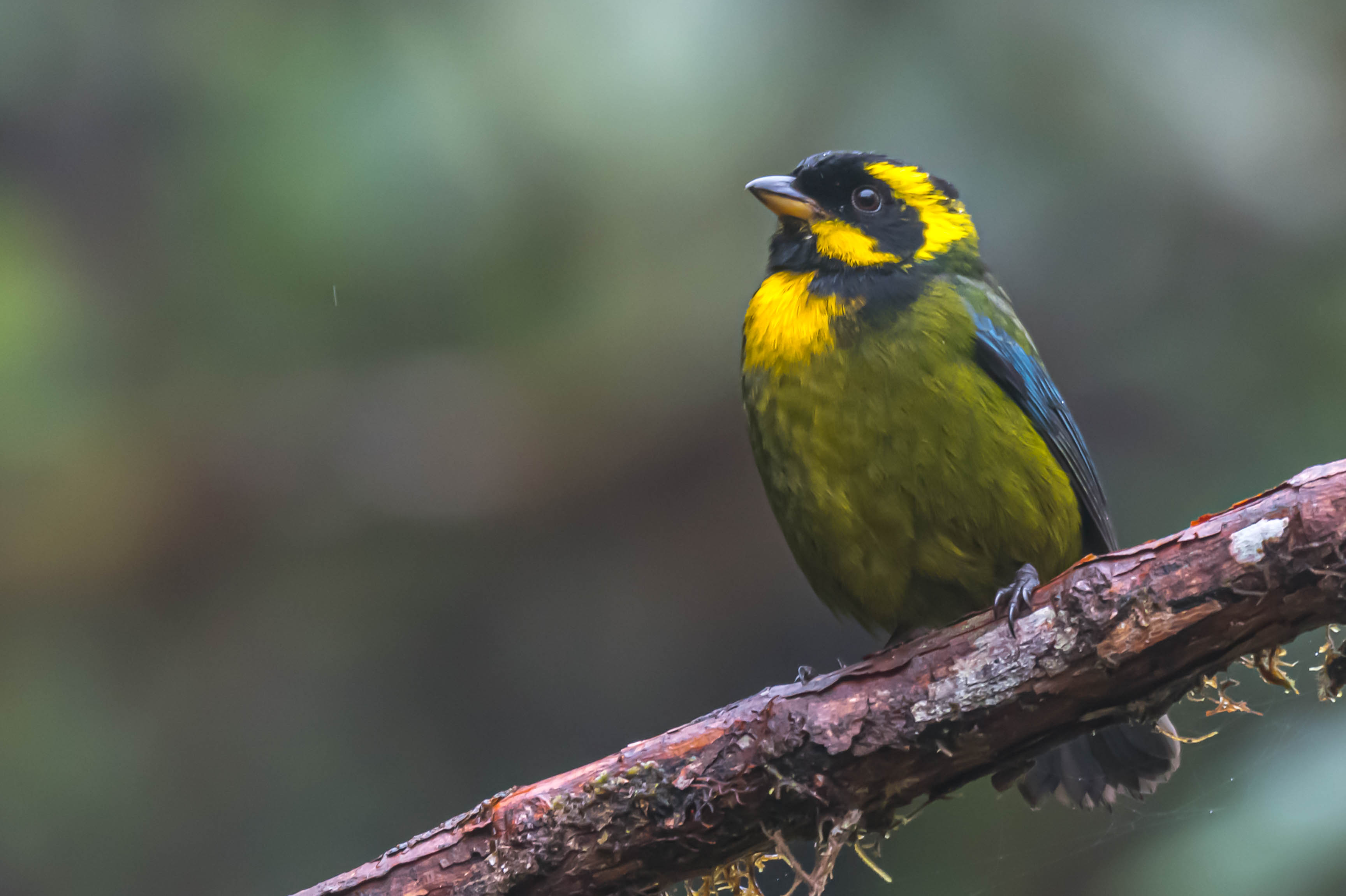 MONTEZUMA: HEART OF THE WESTERN ANDES - BIRDING TOUR 4D - 3N